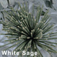 White Sage Smudge Sticks – Aromatherapy for Cleansing & Meditation